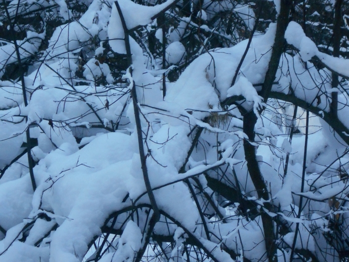 4533467_DSCN68611 (700x525, 304Kb)