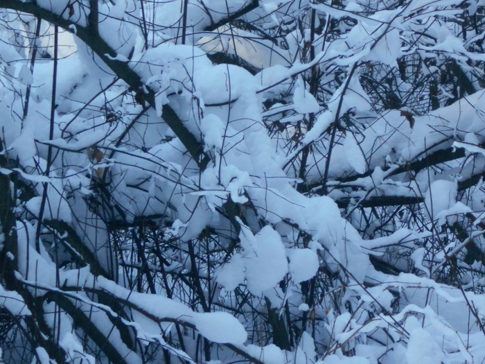 4533467_DSCN68631 (700x525, 327Kb)
