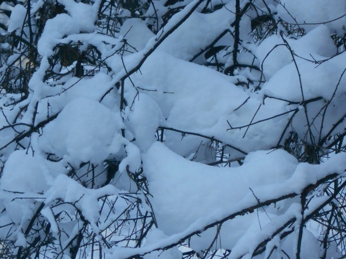 4533467_DSCN68651 (700x525, 279Kb)