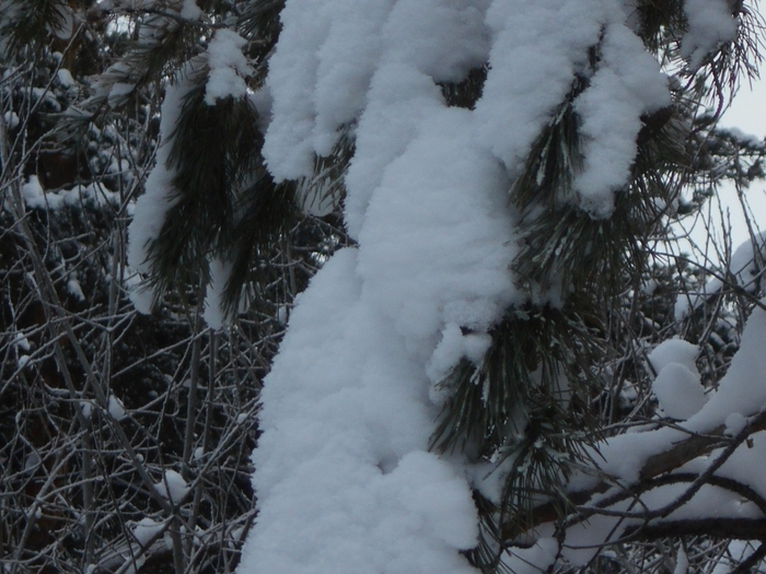 4533467_DSCN68801 (700x525, 279Kb)
