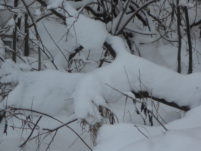 4533467_DSCN68821 (700x525, 252Kb)