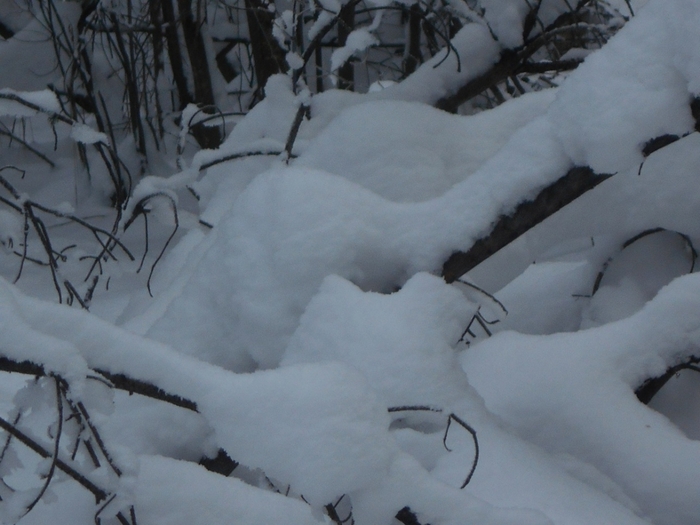 4533467_DSCN68841 (700x525, 221Kb)