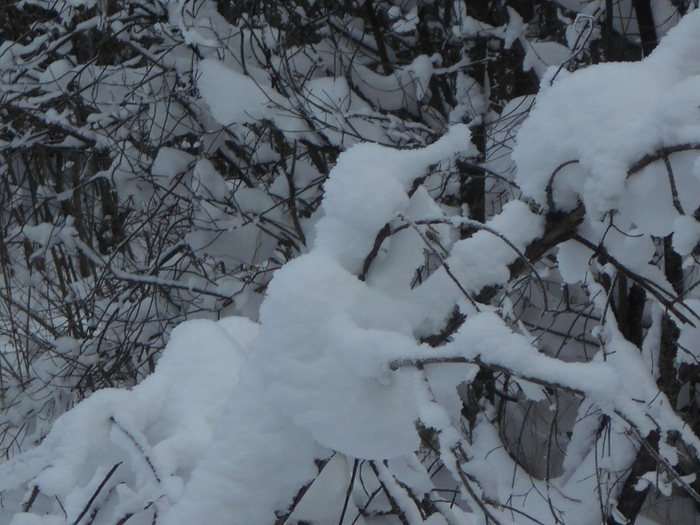 4533467_DSCN68861 (700x525, 278Kb)