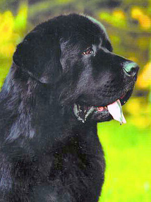 newf3 (300x400, 45Kb)