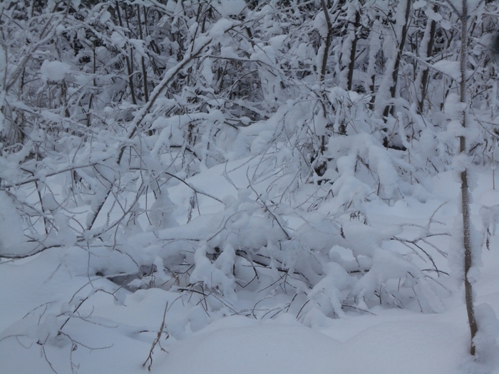 4533467_DSCN68961 (700x525, 268Kb)