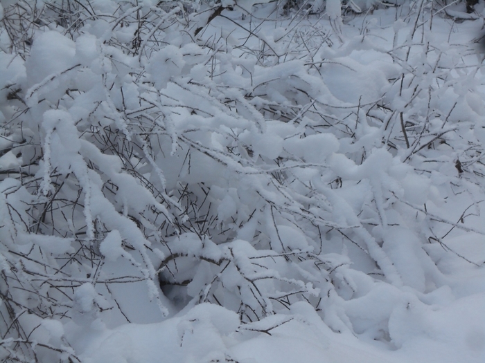 4533467_DSCN68981 (700x525, 259Kb)