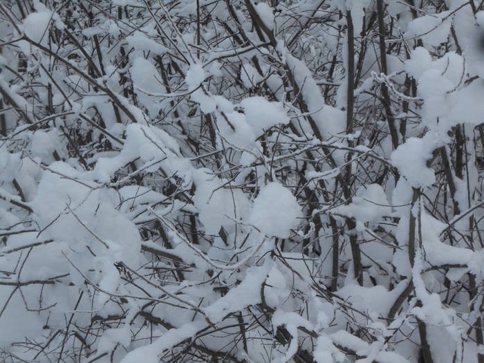 4533467_DSCN69001 (700x525, 309Kb)
