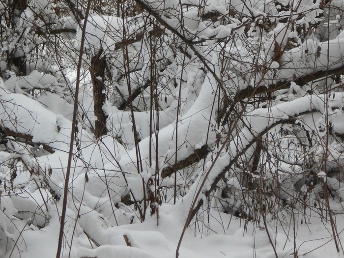 4533467_DSCN69021 (700x525, 337Kb)