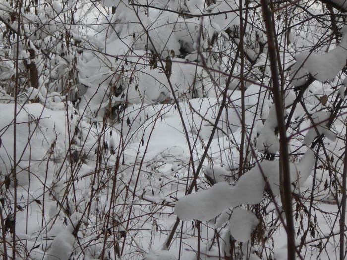 4533467_DSCN69051 (700x525, 341Kb)