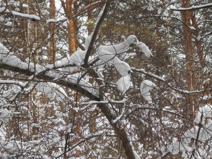 4533467_DSCN69071 (700x525, 382Kb)