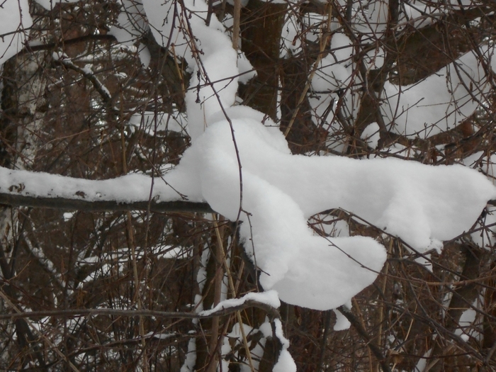 4533467_DSCN69091 (700x525, 288Kb)