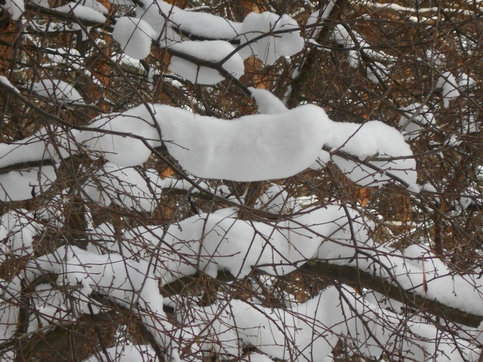 4533467_DSCN69111 (700x525, 332Kb)