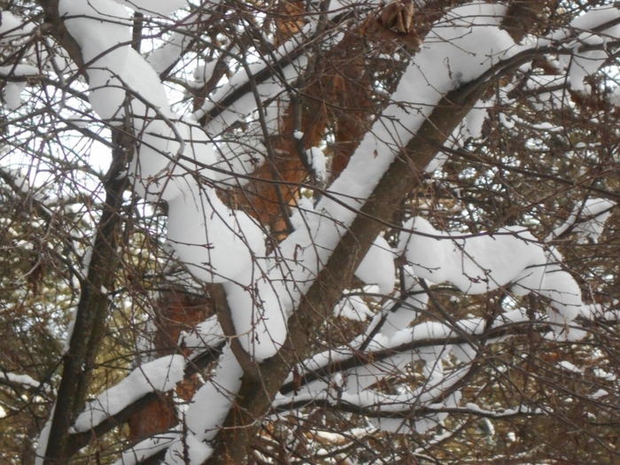 4533467_DSCN69131 (700x525, 325Kb)