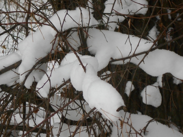 4533467_DSCN69151 (700x525, 278Kb)