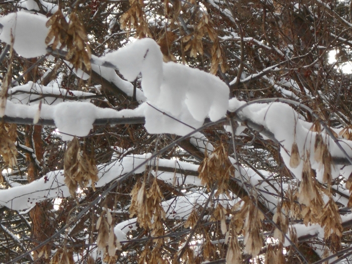4533467_DSCN69171 (700x525, 327Kb)