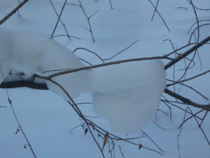 4533467_DSCN69321 (700x525, 201Kb)