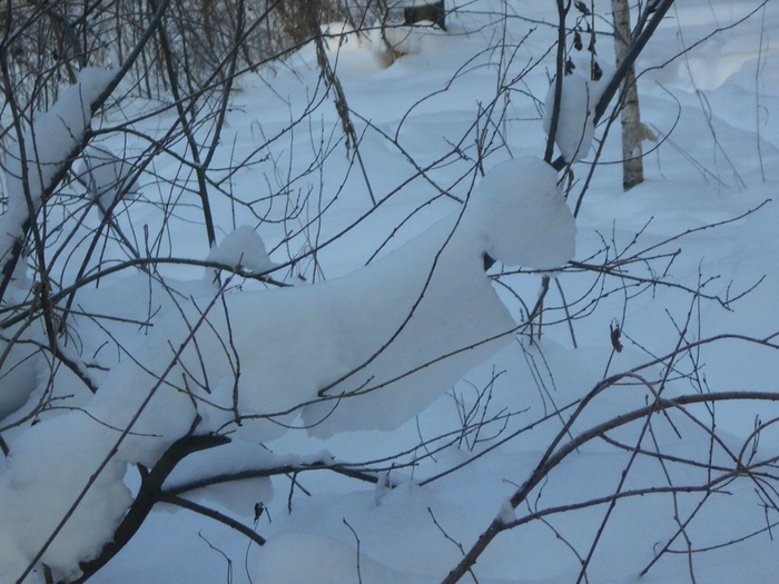 4533467_DSCN69341 (700x525, 285Kb)