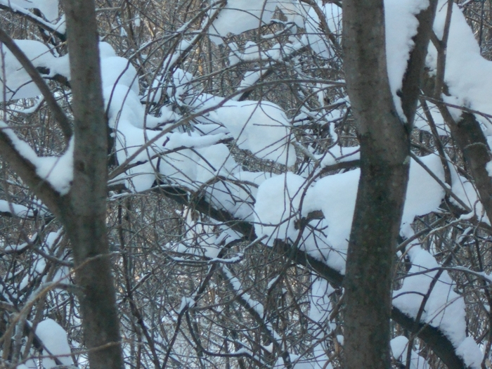 4533467_DSCN69361 (700x525, 320Kb)