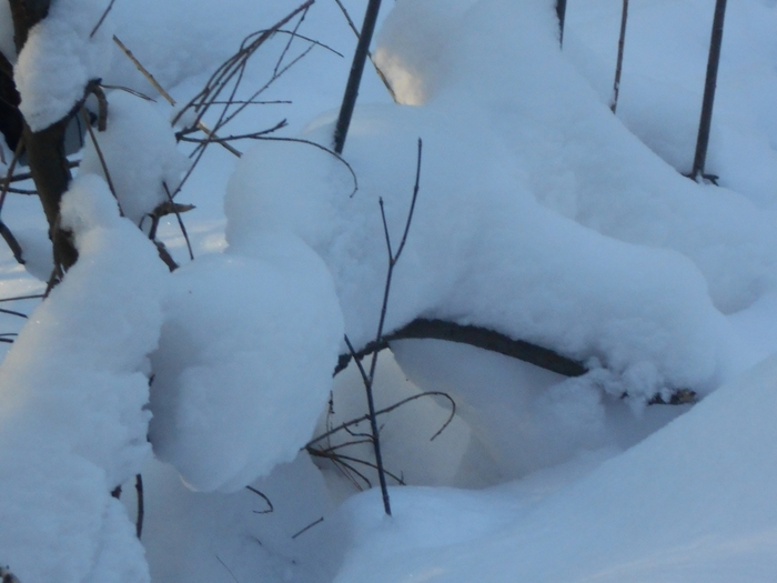 4533467_DSCN69381 (700x525, 193Kb)