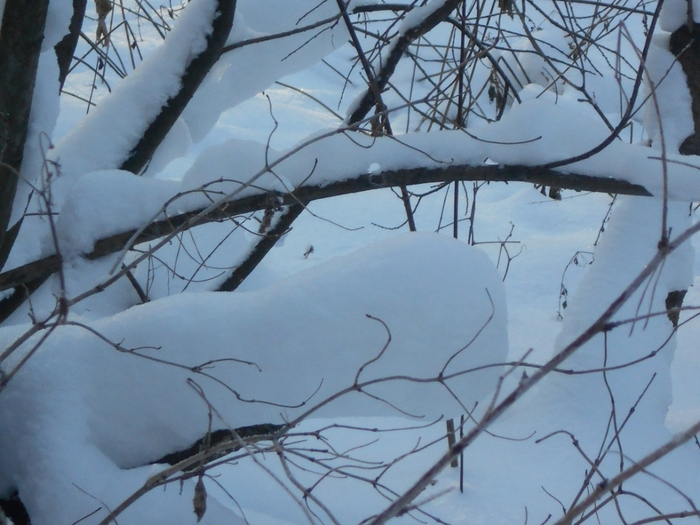 4533467_DSCN69401 (700x525, 261Kb)