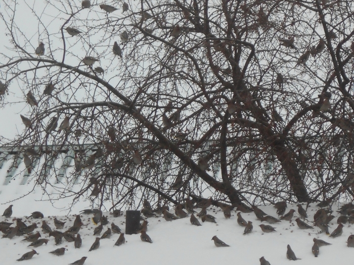 4533467_DSCN70561 (700x525, 336Kb)
