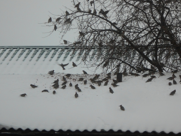 4533467_DSCN70731 (700x525, 254Kb)