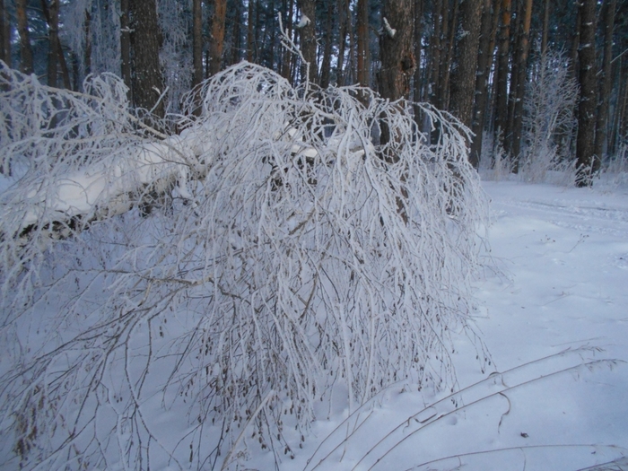 4533467_DSCN70801 (700x525, 306Kb)