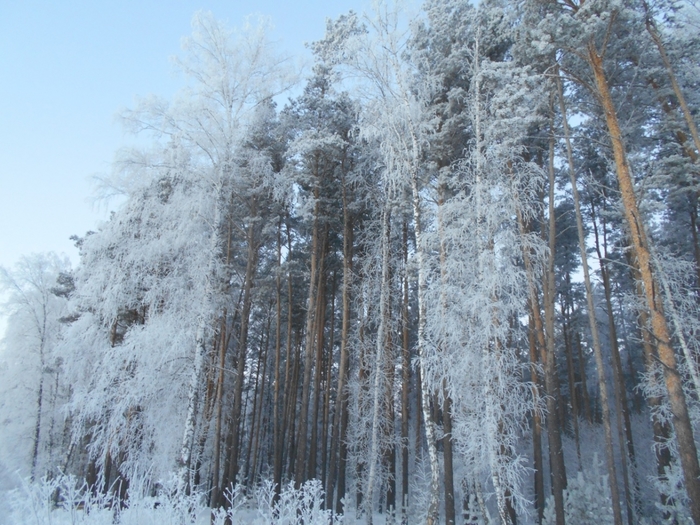 4533467_DSCN70841 (700x525, 320Kb)
