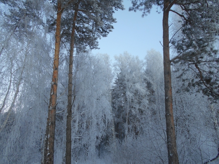 4533467_DSCN70881 (700x525, 323Kb)