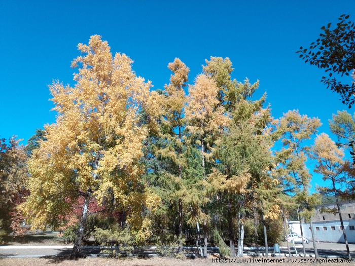 IMG_2024-09-25-13-34-45-118 (700x525, 415Kb)