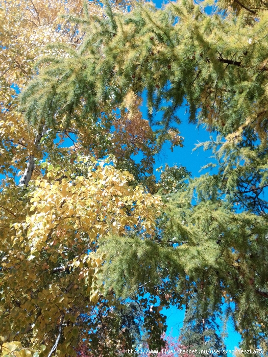 IMG_2024-09-25-13-33-13-286 (525x700, 502Kb)