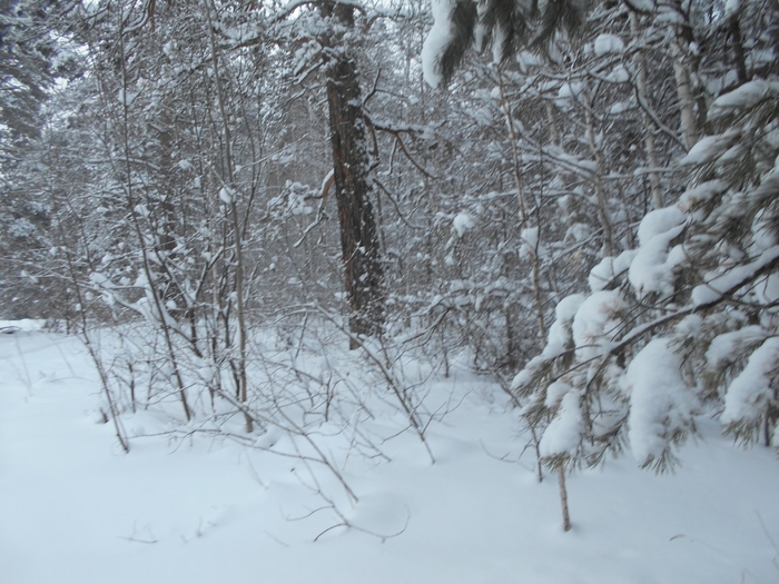 4533467_DSCN72651 (700x525, 289Kb)