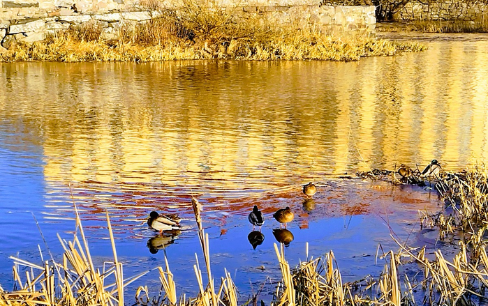 IMG_20250210_144150213_HDR (700x439, 547Kb)