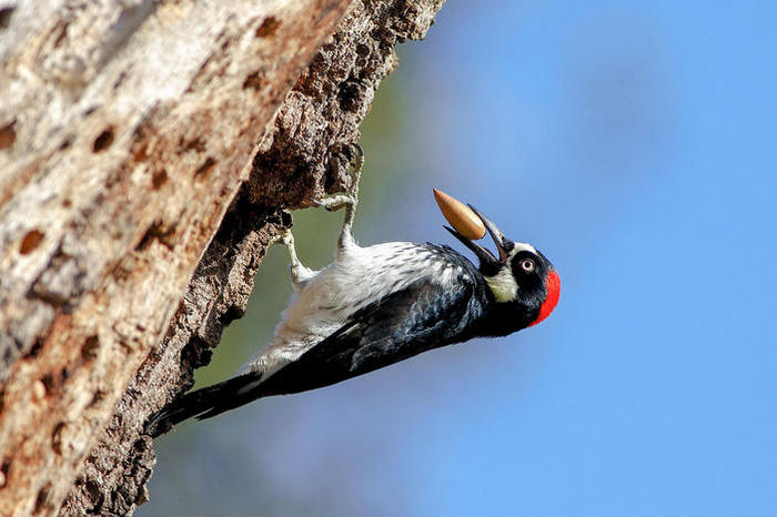 picture_of_the_day_acorn_woodpecker_2_703 (700x466, 55Kb)