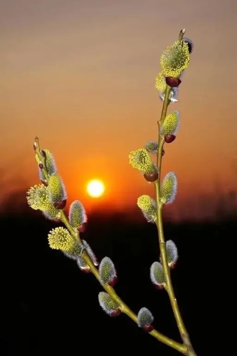  (350x600, 56Kb)