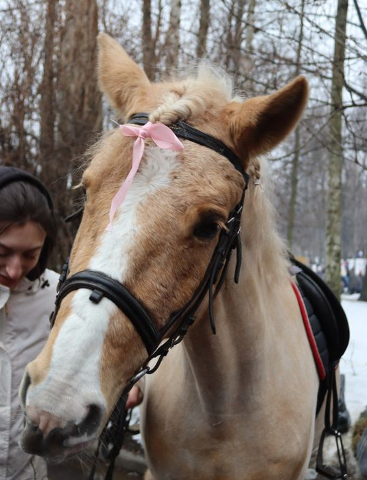IMG_3416 (535x700, 353Kb)