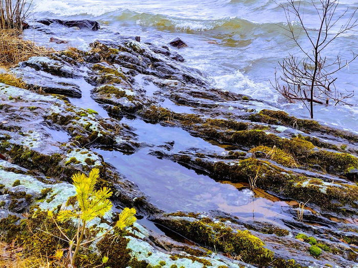IMG_20250302_131636299_HDR (700x525, 647Kb)