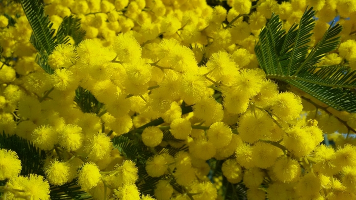 2835299_mimoza (700x393, 240Kb)