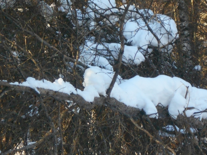4533467_DSCN71661 (700x525, 308Kb)