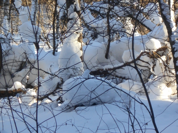 4533467_DSCN71711 (700x525, 328Kb)