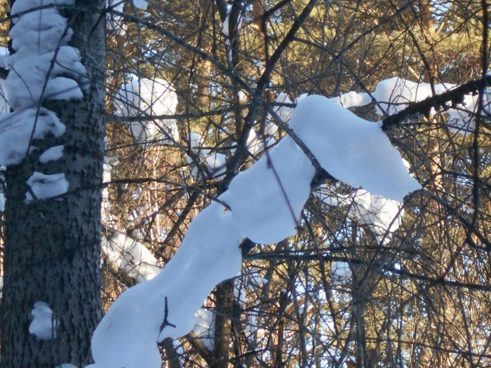 4533467_DSCN71731 (700x525, 349Kb)