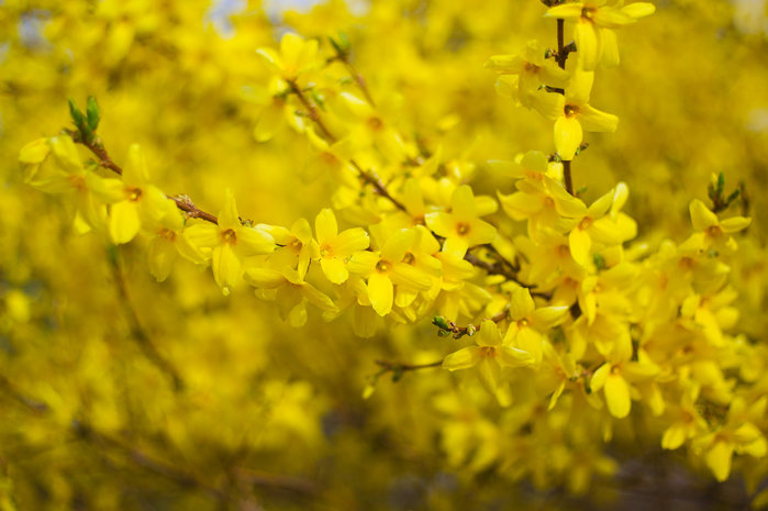 5152557_4936084 (700x465, 70Kb)