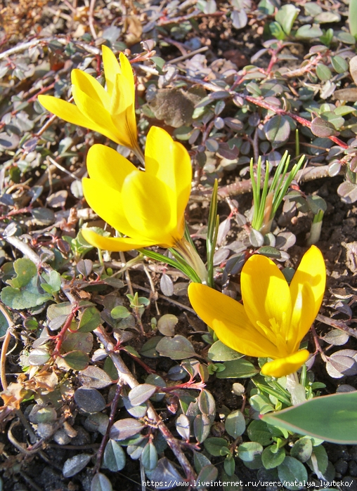 DSC03637 (508x700, 391Kb)