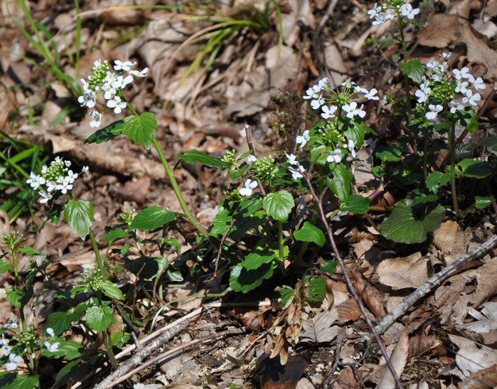 DSC_6623 (700x547, 587Kb)