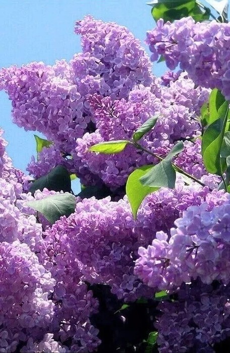 IMG_20250328_184433 (456x700, 124Kb)