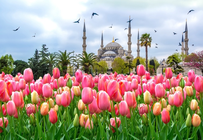 Istanbul-tulip-festival (900x684, 175Kb)