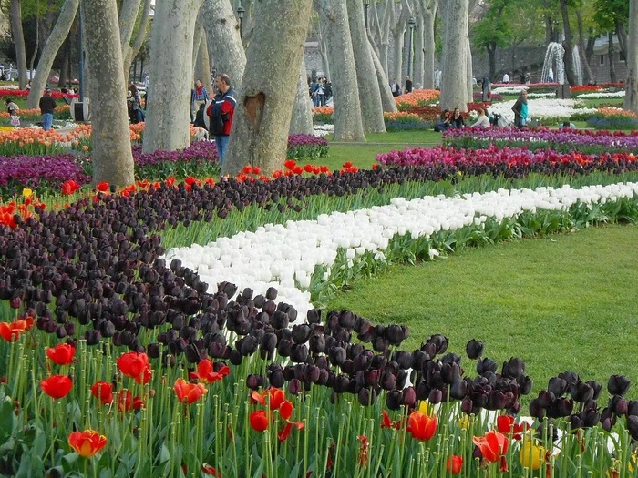 gulhane-istanbul-tulips (900x725, 209Kb)