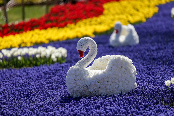 Istanbul-tulip-festival-flowers (900x666, 139Kb)