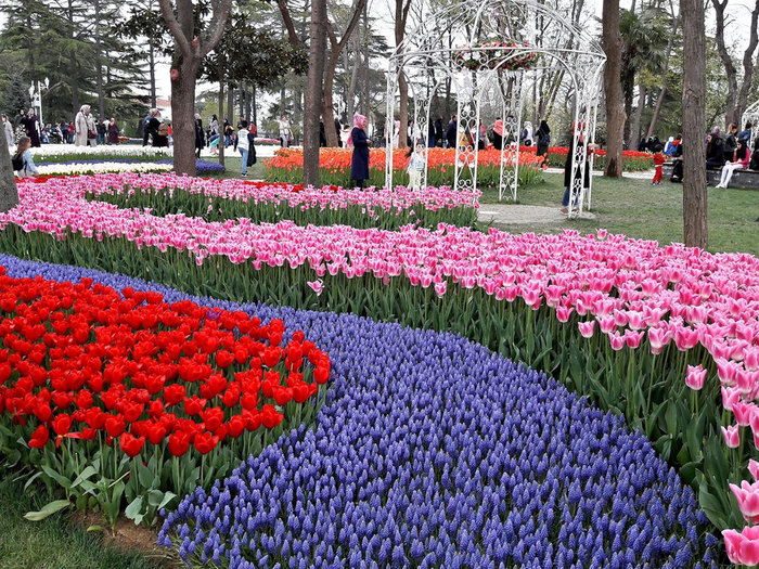 tulip-festival-istanbul-blue (900x725, 213Kb)