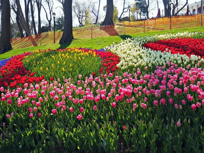 Tulips+on+a+hill+in+Emirgan+Park+resized+1200 (900x725, 152Kb)